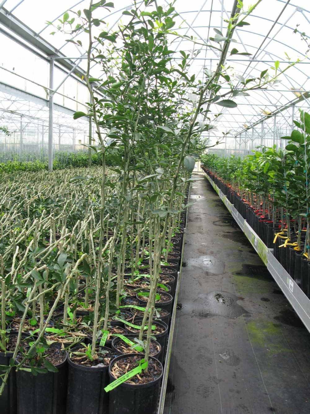            Habit (Phillip Rucks Citrus Nursery, Frostproof, FL)   